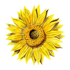 Naklejka premium Sunflower yellow head isolated on white background. Watercolor gouache hand drawn illustration in realistic style. Concept of agriculture, horticulture, plantation, gardening, oil production.