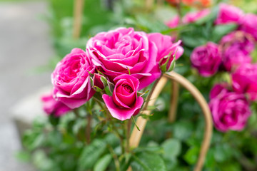 Rote Rosen mit verschwommenen Hintergrund