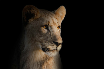 portrait of a lion