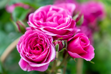 Rote Rosen mit verschwommenen Hintergrund