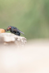 insect, fly, macro, nature, bug, animal, green, dragonfly, leaf, wing, close-up, closeup, pest, detail, wildlife, eye, 