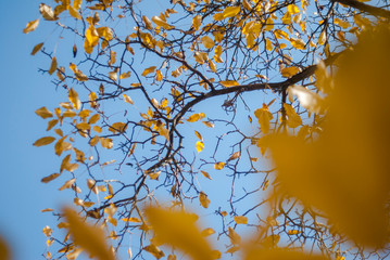 Yellow autumn leaves