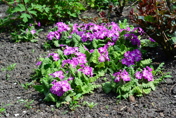 How to grow and care for primrose. A close-up on a blooming primula, primrose plant with pink small flowers in the flowerbed in spring.