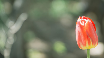 red tulip flower