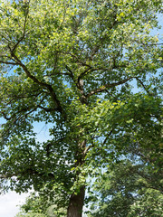Liriodendron tulipifera | Tulip tree with dark grey and brown branchlets garnished with green veined and unfloding leaves with four lobes like truncate heart shaped 