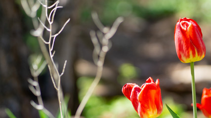 red tulips in the garden