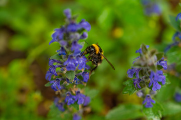 A macro shot of a bumblebee collecting pollen from a lavender bloom.