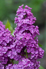 Obraz premium Violet lilac flower