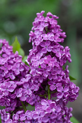 Branch of lilac flowers