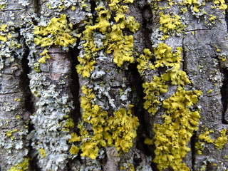 Golden lichen on bark