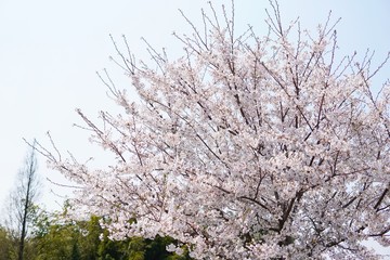 桜６