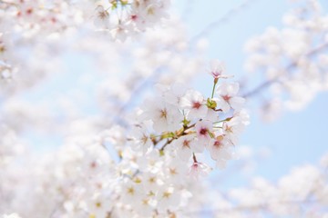 桜５
