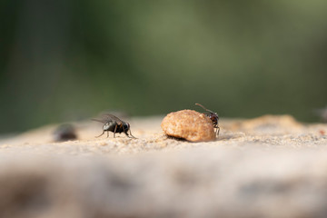 The struggles daily in search of sustenance for a laborious ant around his anthill at dawn.
fighting for food with a fly