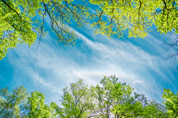 The canopy of tall trees framing a clear blue sky, with the sun shining through