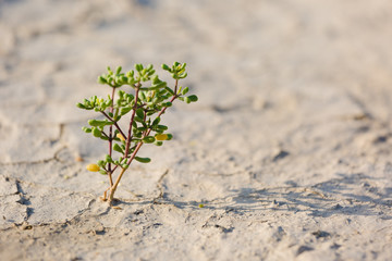 Flowers in the desert Green weed growth. group of flowers growing on dry soil in the desert.