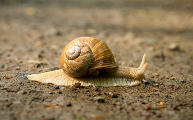 Big snail in shell crawling on road, summer day in garden