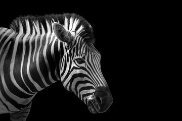 Fototapeta na wymiar Zebra head on black background