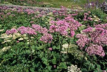 Adénostyle des Alpes, Adenostyles glabra