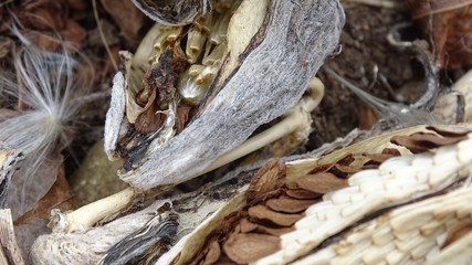 Shattered milkweed seedpods