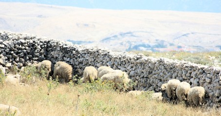 Fototapeta na wymiar sheep near a sheep wall, Metajna, island Pag, Croatia