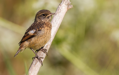 European stonechat, Saxicola rubicola. Early morning, a young bird, a chick sits on the stem of a plant