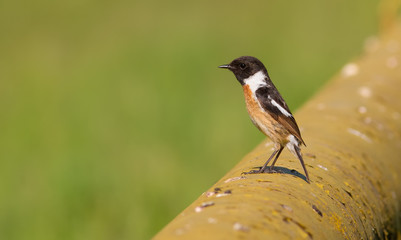 European stonechat, Saxicola rubicola. Early morning a male bird sits on a gas pipe