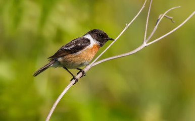 European stonechat, Saxicola rubicola. Early in the morning the male bird sits on the stem of the plant