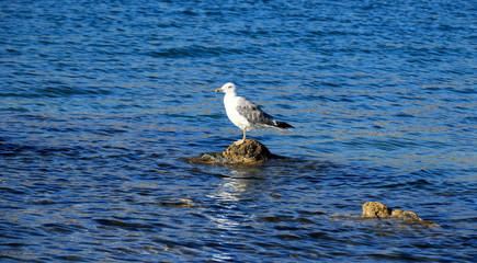 seagull, island Pag, Croatia