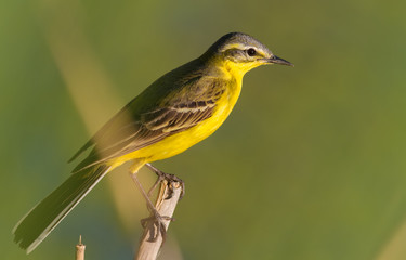 Western Yellow Wagtail, Motacilla flava. May evening, a bird sits on a stalk of reed near the river, it is beautifully lit by the last rays of the setting sun