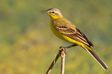 Western Yellow Wagtail, Motacilla flava. May evening, a bird sits on a stalk of reed near the river, it is beautifully lit by the last rays of the setting sun