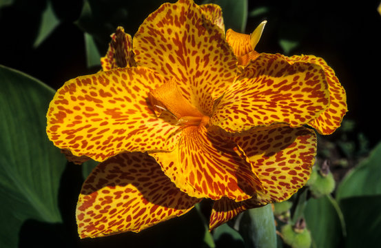 Balisier, Canna, canna 'Jocelyn'