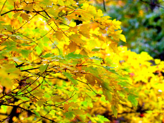 autumn foliage