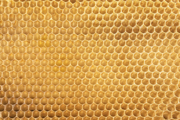 yellow beecomb background with empty cells with hexagon shapes, apiculture concept