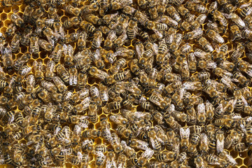 bee background, close up image of plenty of bees in frame from hive, apiculture
