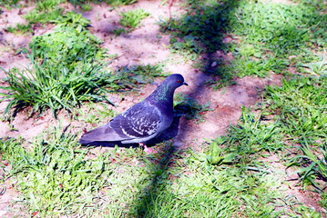 a pigeon basks in the sun