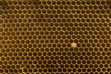 yellow  beecomb background with empty cells and one closed cell for honey with hexagon shapes, apiculture concept