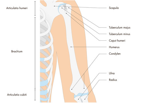 Anatomie - menschliches Skelett - Oberarm (lateinische Beschriftung)