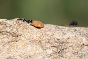 The struggles daily in search of sustenance for a laborious ant around his anthill at dawn.
fighting for food with a fly