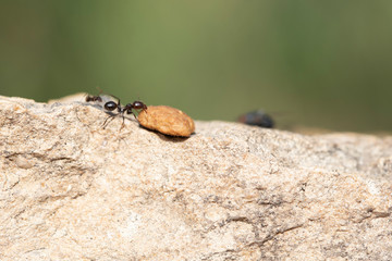 The struggles daily in search of sustenance for a laborious ant around his anthill at dawn.
fighting for food with a fly