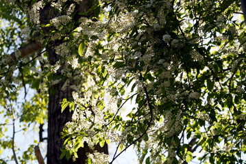blooming white bird cherry trees at the fence