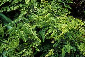 Capillaire, Adiantum venustum