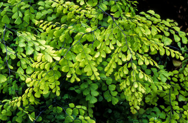Capillaire, Adiantum venustum
