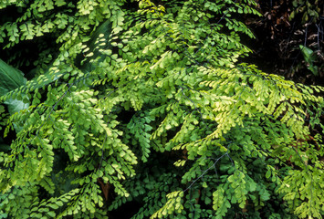 Capillaire, Adiantum venustum
