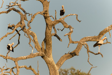 Cigogne blanche, .Ciconia ciconia,  White Stork,