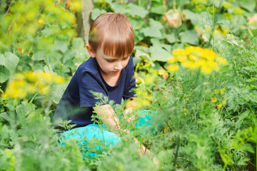 Child helping her parents in the garden. Little farmer outdoors.