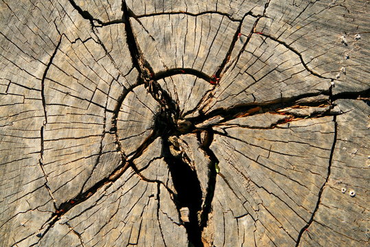 Cracked Tree Stump Close Up View From Above