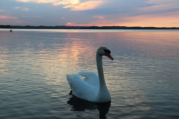 ptaki łabędź © jerzy