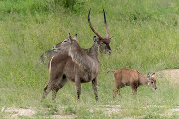 Cobe à croissant , Waterbuck,  Kobus ellipsiprymnus, Parc national du Pilanesberg, Afrique du Sud