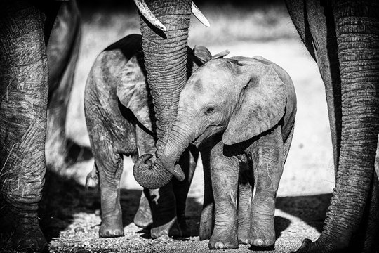 Young Elephant Calves With Mom