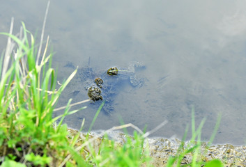 river green frog smortit on the world